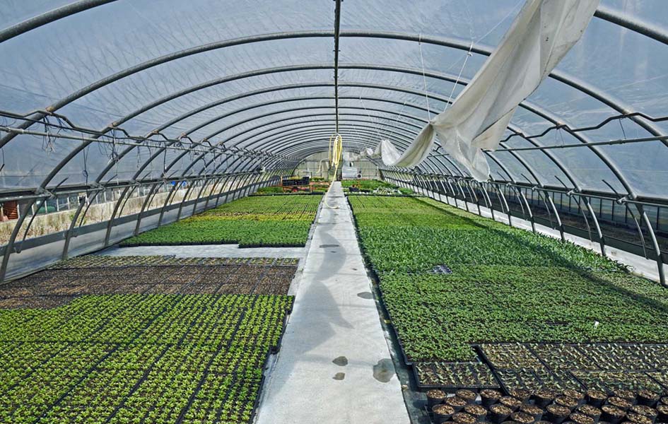 Green House