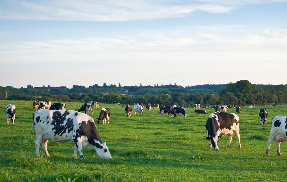 Livestock Insurance